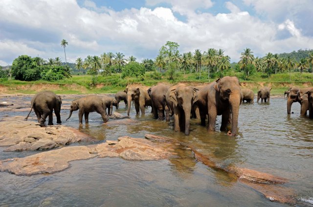 Pinawella Elephant Orphanage, Sri Lanka